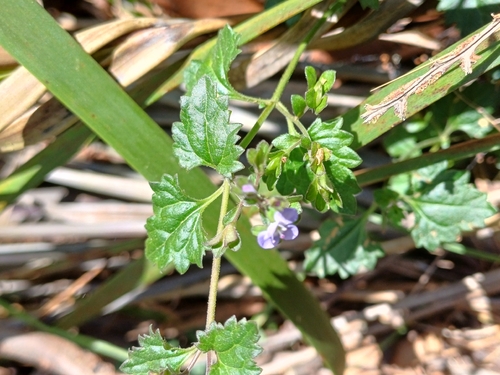 Veronica plebeia (Australian Speedwell) (alternate view 4)