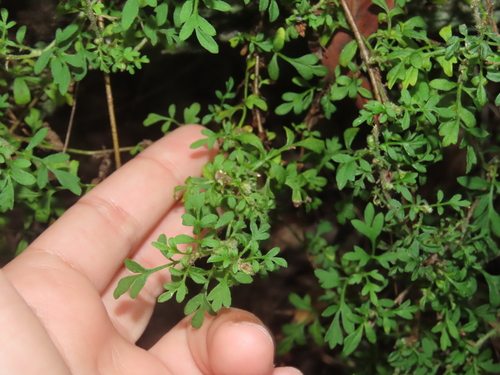 Xanthosia pilosa (Woolly Xanthosia)