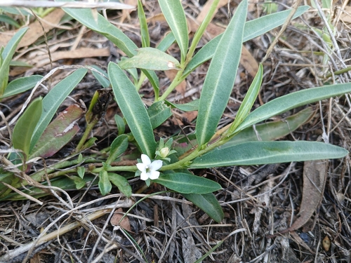 Eremophila debilis (Winter Apple) (alternate view 8)
