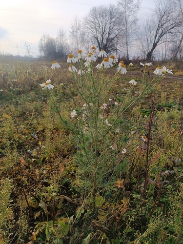 Tripleurospermum inodorum (scentless mayweed)