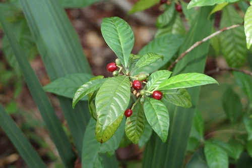 Psychotria nervosa (Shiny-leaved Wild Coffee) (alternate view 4)