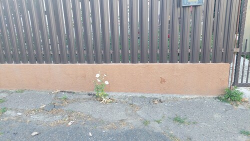 Nicotiana alata (flowering tobacco) (alternate view 2)
