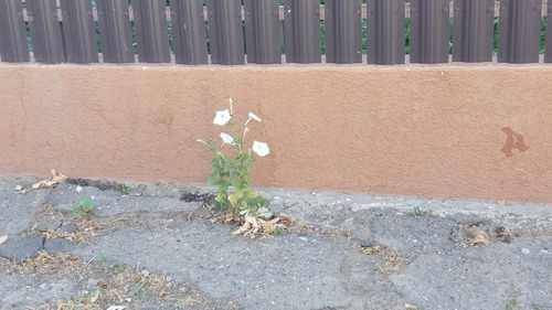 Nicotiana alata (flowering tobacco) (alternate view 5)