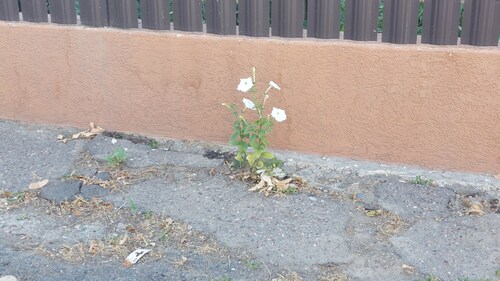 Nicotiana alata (flowering tobacco) (alternate view 6)