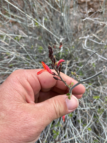 Justicia californica (chuparosa) (alternate view 3)