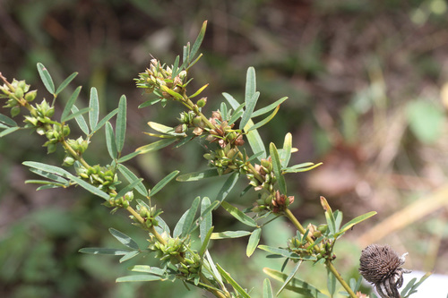 Lespedeza virginica (slender bush clover)