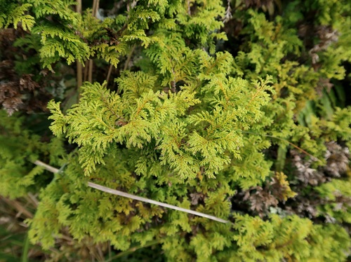 Chamaecyparis pisifera (Sawara Cypress)
