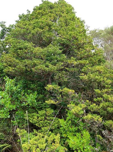 Chamaecyparis pisifera (Sawara Cypress) (alternate view 2)