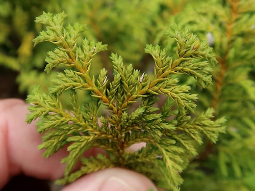 Chamaecyparis pisifera (Sawara Cypress) (alternate view 3)