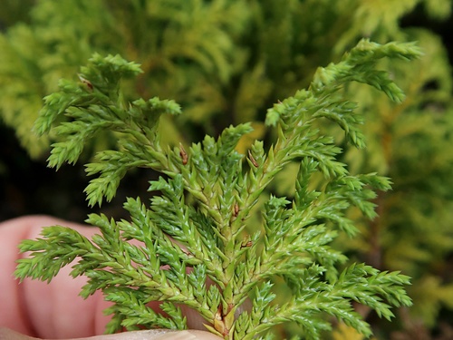 Chamaecyparis pisifera (Sawara Cypress) (alternate view 4)