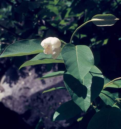 Magnolia sieboldii (Oyama magnolia)