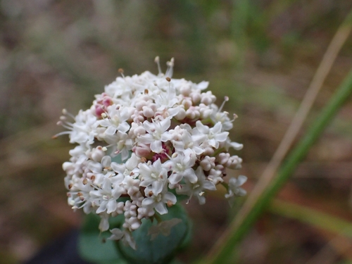 Platysace lanceolata (Shrubby Platysace) (alternate view 2)
