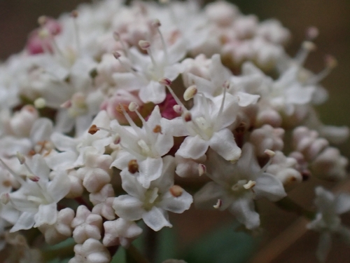 Platysace lanceolata (Shrubby Platysace) (alternate view 3)