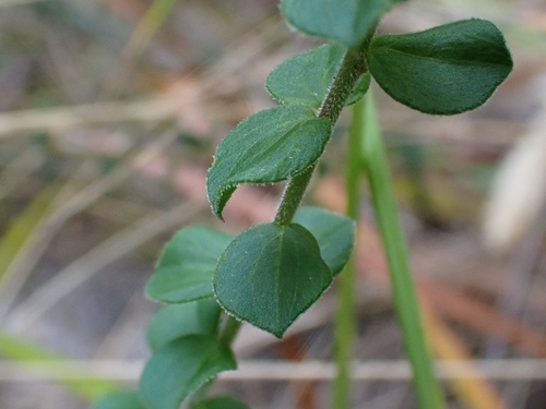 Platysace lanceolata (Shrubby Platysace) (alternate view 4)