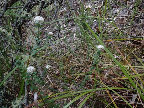 Platysace lanceolata (Shrubby Platysace) (alternate view 5)