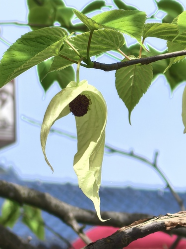 Davidia involucrata (dove tree) (alternate view 12)