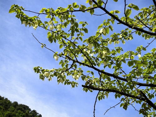 Davidia involucrata (dove tree) (alternate view 13)