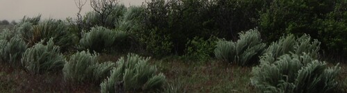 Artemisia filifolia (sand sagebrush) (alternate view 6)