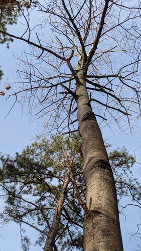 Populus grandidentata (bigtooth aspen) (alternate view 8)