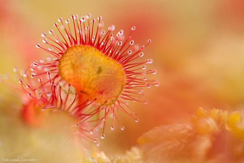 Drosera rotundifolia (round-leaved sundew)