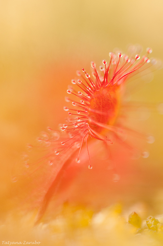Drosera rotundifolia (round-leaved sundew)