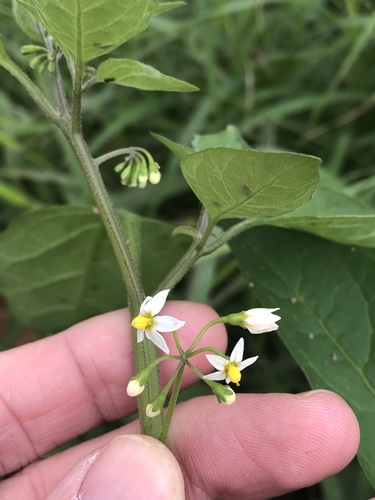 Solanum emulans (eastern black nightshade) (alternate view 7)