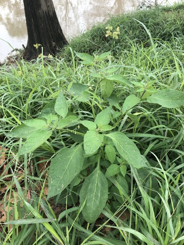 Solanum emulans (eastern black nightshade) (alternate view 8)