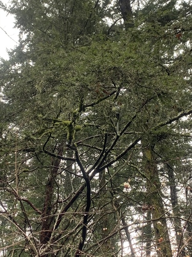 Taxus brevifolia (Pacific yew) (alternate view 2)