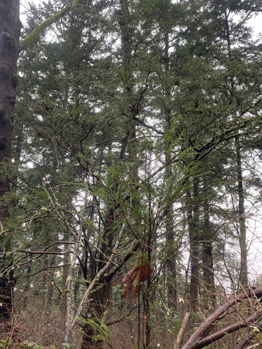 Taxus brevifolia (Pacific yew) (alternate view 3)
