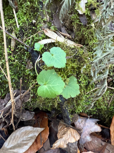 Ranunculus recurvatus (Hooked buttercup) (alternate view 5)
