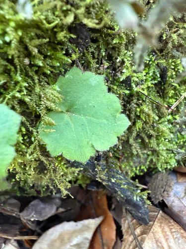Ranunculus recurvatus (Hooked buttercup) (alternate view 7)
