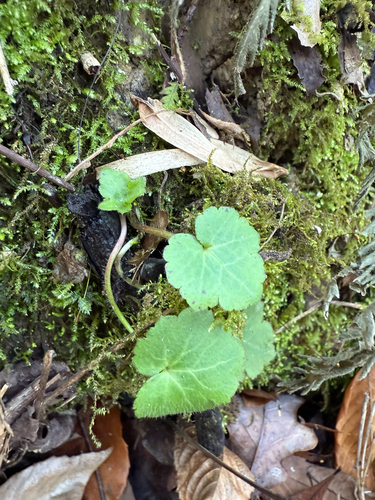 Ranunculus recurvatus (Hooked buttercup) (alternate view 6)