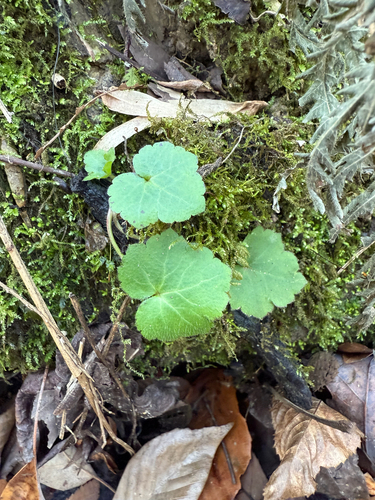 Ranunculus recurvatus (Hooked buttercup) (alternate view 8)