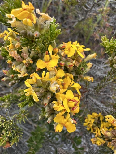 Dillwynia glaberrima (Smooth Parrot-pea)