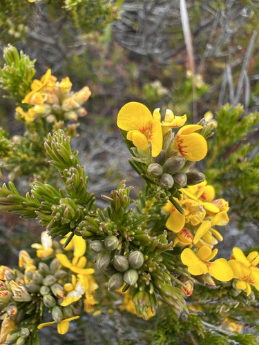 Dillwynia glaberrima (Smooth Parrot-pea) (alternate view 2)