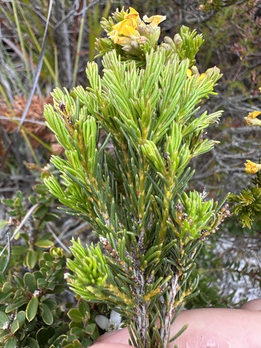 Dillwynia glaberrima (Smooth Parrot-pea) (alternate view 3)
