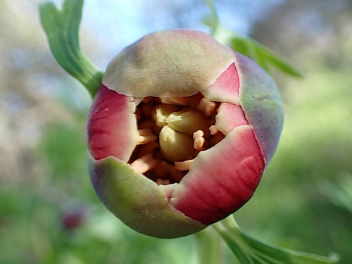 Paeonia californica (California Peony) (alternate view 5)