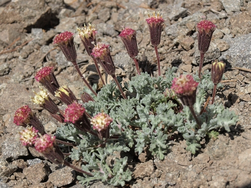 Chaenactis (pincushion plants)