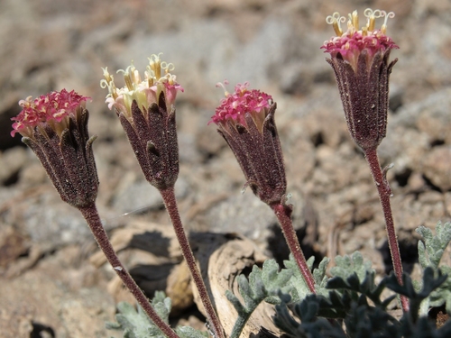 Chaenactis (pincushion plants) (alternate view 2)