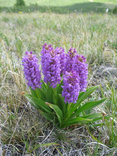Gymnadenia conopsea (Fragrant Orchid)