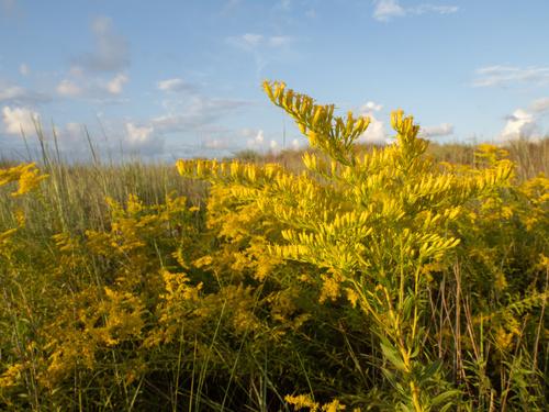 Solidago odora (Sweet Goldenrod)