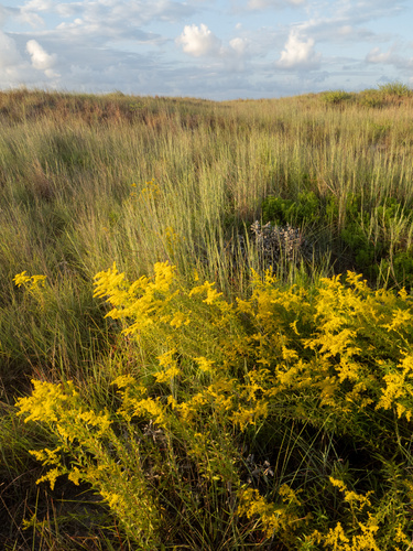 Solidago odora (Sweet Goldenrod) (alternate view 2)