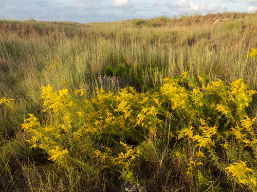 Solidago odora (Sweet Goldenrod) (alternate view 3)