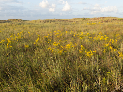 Solidago odora (Sweet Goldenrod) (alternate view 4)