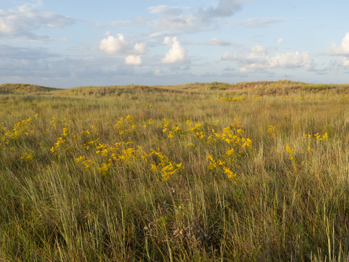 Solidago odora (Sweet Goldenrod) (alternate view 5)