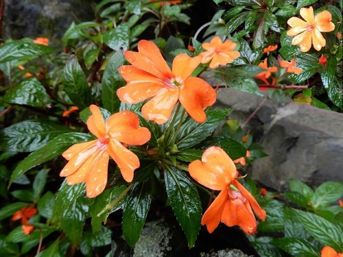 Impatiens hawkeri (New Guinea Impatiens)