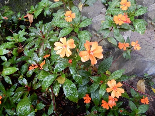 Impatiens hawkeri (New Guinea Impatiens) (alternate view 2)