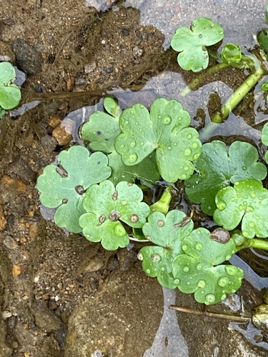 Ranunculus omiophyllus (Round-leaved Crowfoot)