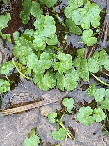Ranunculus omiophyllus (Round-leaved Crowfoot)