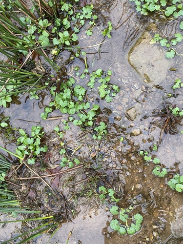 Ranunculus omiophyllus (Round-leaved Crowfoot)